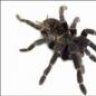 Tetranychus